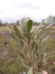 Leucadendron cinereum