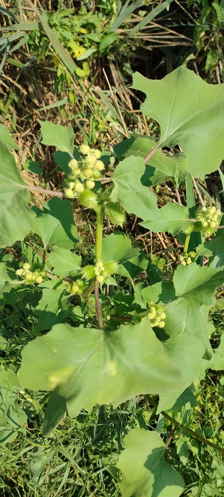 Common cocklebur