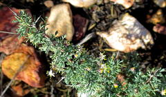 Asparagus capensis capensis