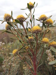Leucadendron cinereum