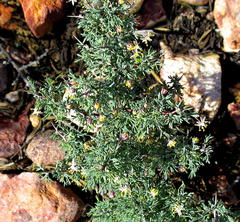 Asparagus capensis capensis