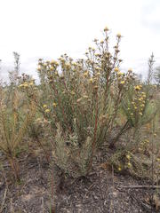 Leucadendron cinereum