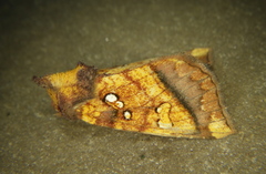 Papaipema harrisii