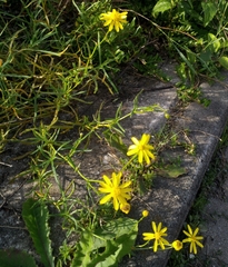 Senecio inaequidens