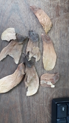 Pterygota brasiliensis