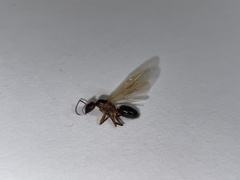Camponotus inaequalis