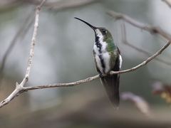 Anthracothorax nigricollis