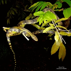 Boiga cynodon