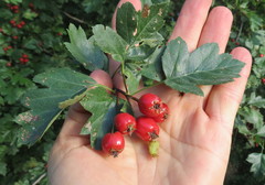 Crataegus ambigua