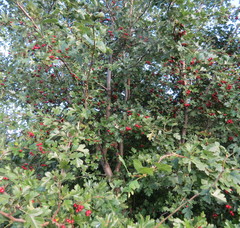 Crataegus ambigua