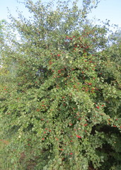 Crataegus ambigua