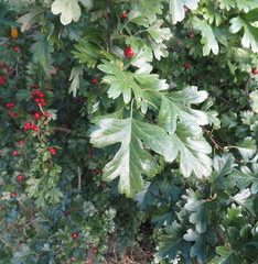 Crataegus ambigua