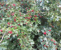 Crataegus ambigua