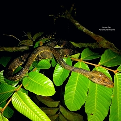 Boiga cynodon
