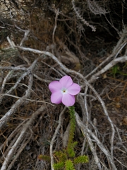 Linanthus californicus