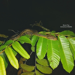 Boiga cynodon