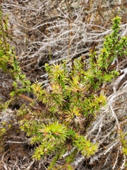 Linanthus californicus