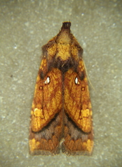 Papaipema leucostigma