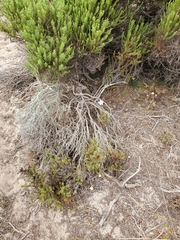 Linanthus californicus