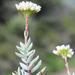 Crassula biplanata - Photo (c) riana60,  זכויות יוצרים חלקיות (CC BY-NC), הועלה על ידי riana60