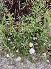 Malacothrix saxatilis saxatilis