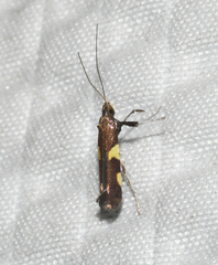 Caloptilia cornusella