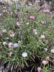 Malacothrix saxatilis saxatilis