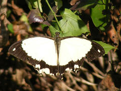 Papilio dardanus cenea