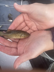 Mycteroperca microlepis