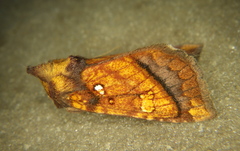 Papaipema leucostigma