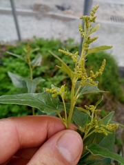 Atriplex sagittata
