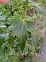 Atriplex sagittata