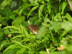 Euploea klugii kollari