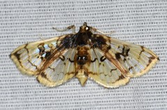 Compacta hirtalis