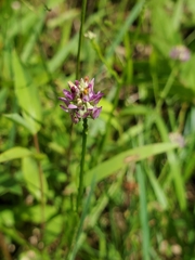 Polygala mariana