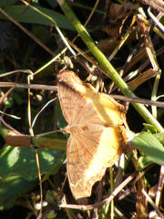 Eurytela dryope angulata