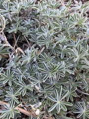 Lupinus hyacinthinus