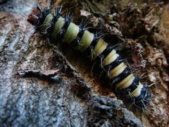 Holocerina smilax
