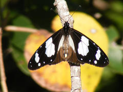 Amauris ochlea ochlea