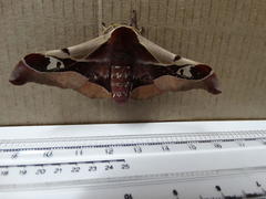 Holocerina smilax