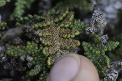 Myriopteris intertexta