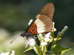 Acraea aganice aganice
