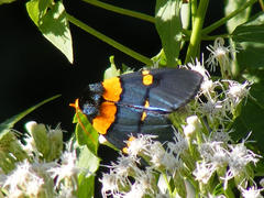 Egybolis vaillantina