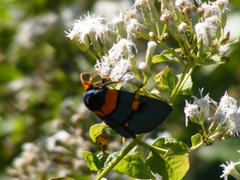 Egybolis vaillantina