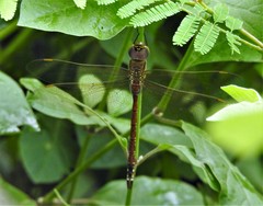 Anaciaeschna jaspidea