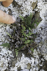 Myriopteris intertexta