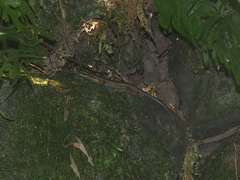 Sphenomorphus sanctus