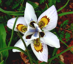 Moraea falcifolia