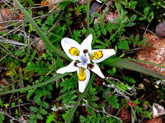Moraea falcifolia