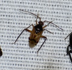 Eustictus